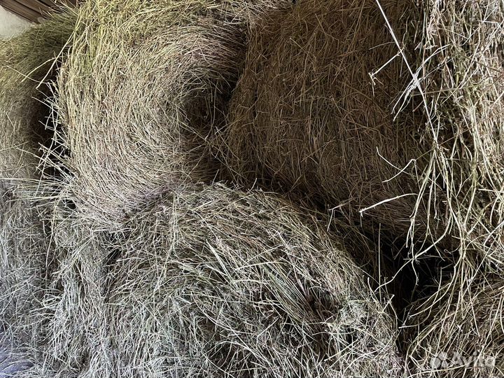 Продам сено в рулонах 2023