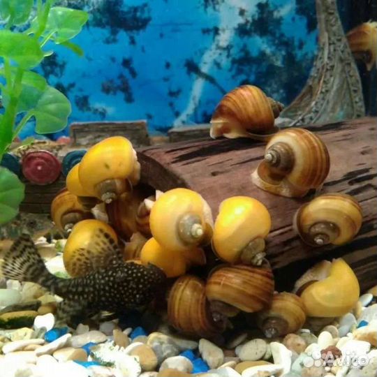 Улитки аквариумные ампулярии