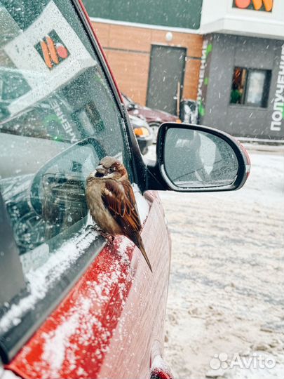 Фото, видео