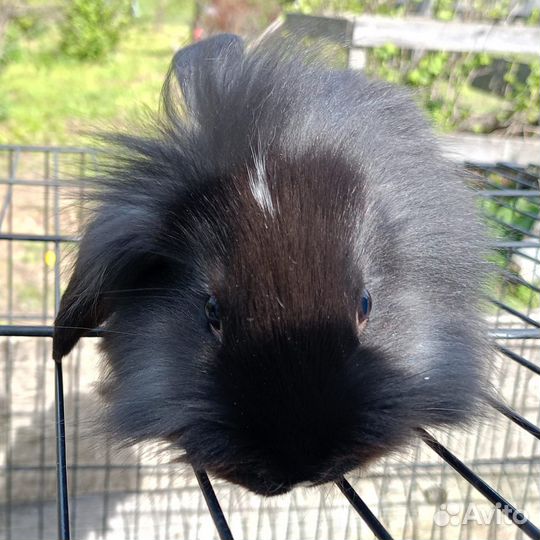 Декоративные кролики