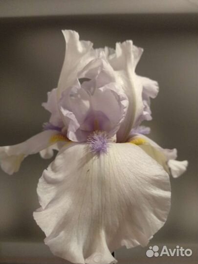 Ирисы много