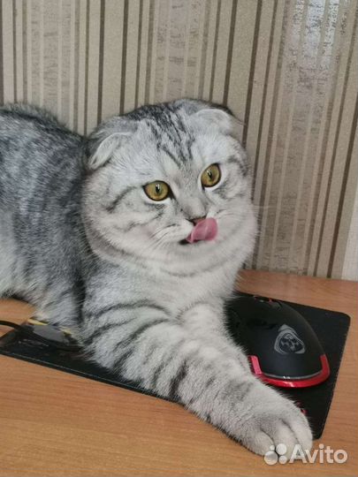 Шотландский вислоухий вязка