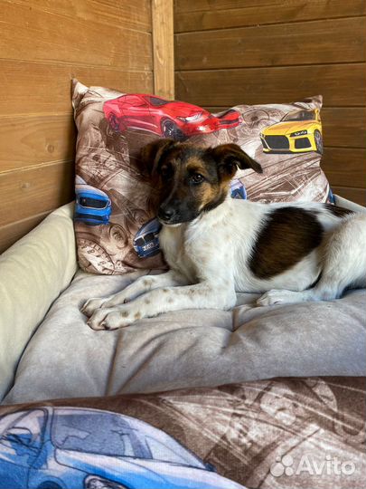 Щенок мальчик помесь курцхаара