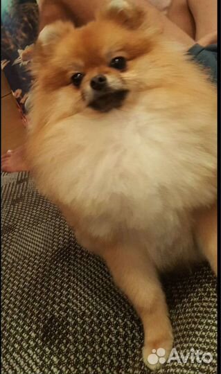 Девочка ищет новый дом