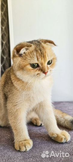 Шотландский котенок-девочка