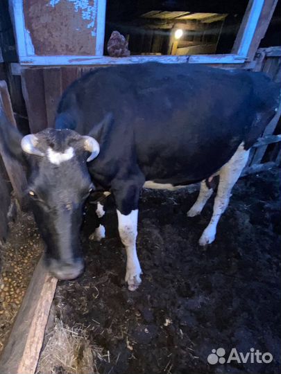 Корова дойная с теленком