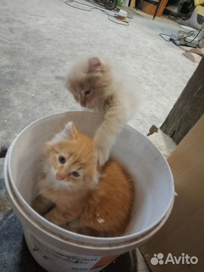 Котята в добрые руки