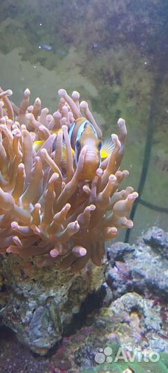 Морской аквариум