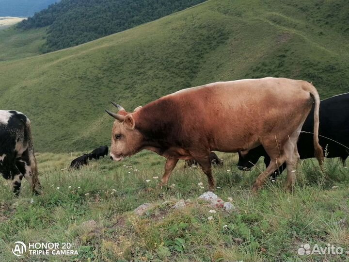 Бычки и быки