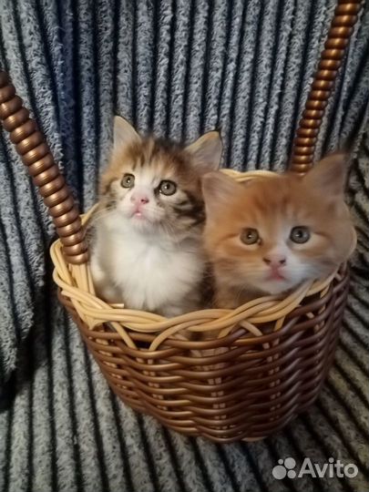 Котята муйн кун