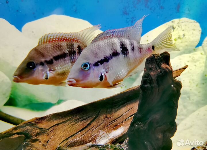 Рыба цихлазома меека