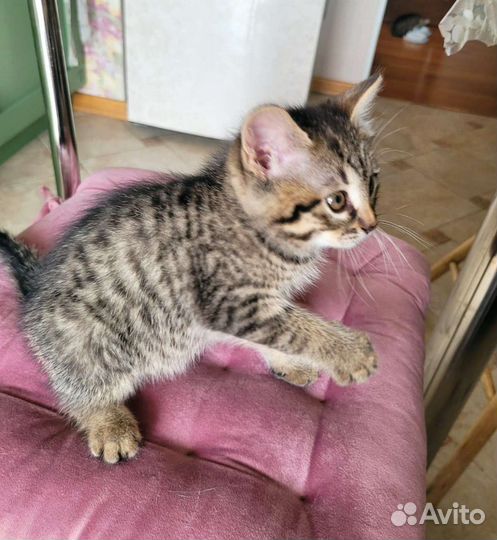 Котята-близнецы