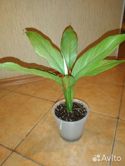 Спатифиллум Спилт милк серебряный/сизый,с деткой