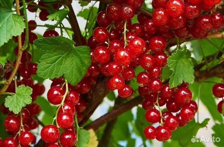 Красная смородина ягоды