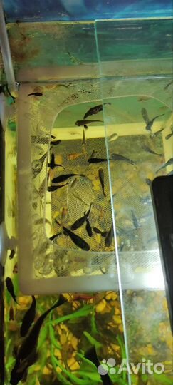 Аквариумные рыбки моллинезии, улитки пикси и хелен