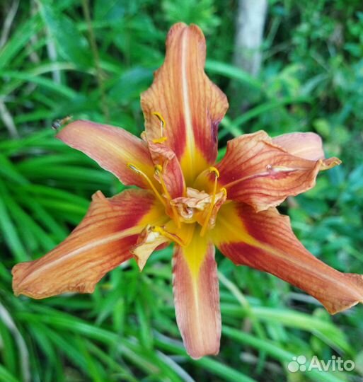 Многолетники из собственного сада 4