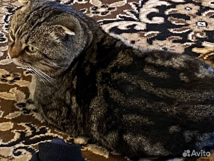 Кот в добрые руки