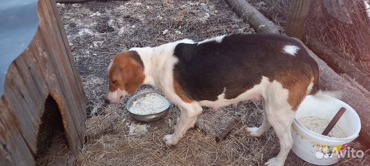 Щенки Русской пегой гончей