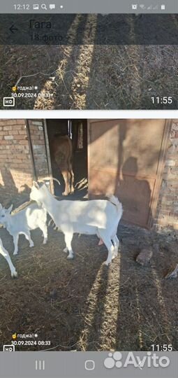 Коза 9 штук обш