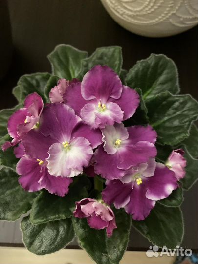 Сортовые фиалки