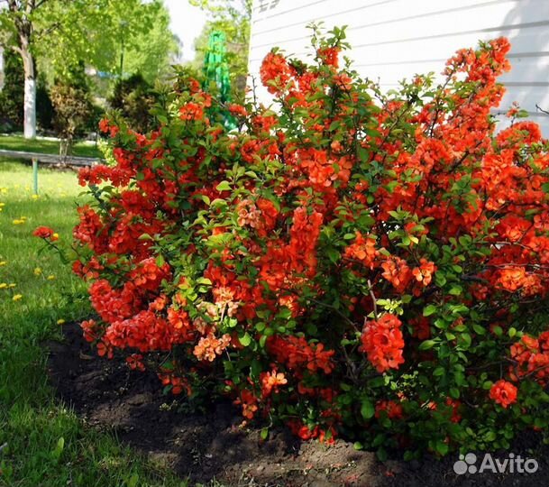 Саженцы айва японская