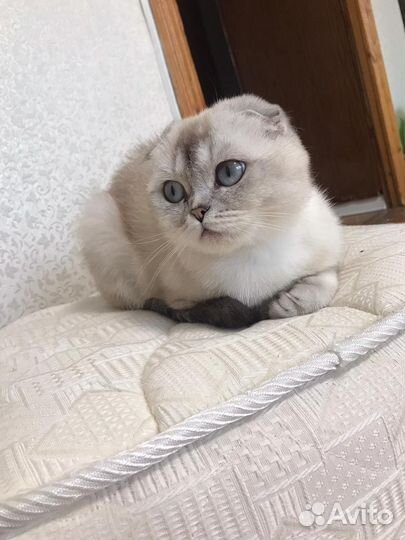 Ищем жениха