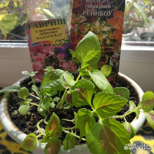 Набор колеусов+стрептокарпус