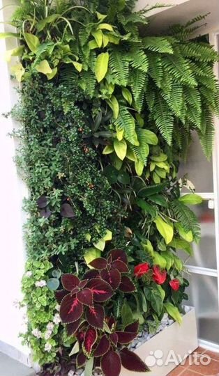 Живые растения для озеленение,фитомодулей,фитостен