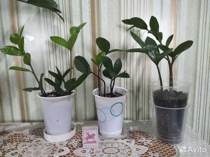 Замиокулькасы