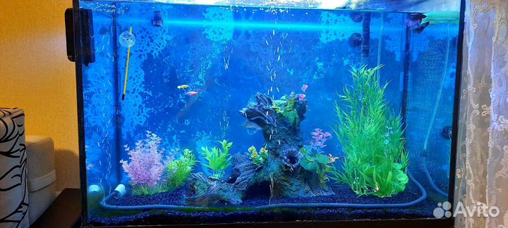 Аквариум
