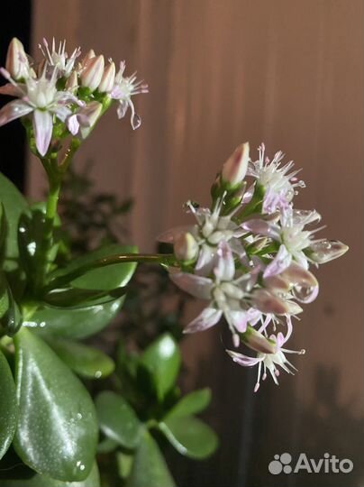 Крассула толстянка