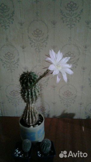Кактус эхинопсис. Детки