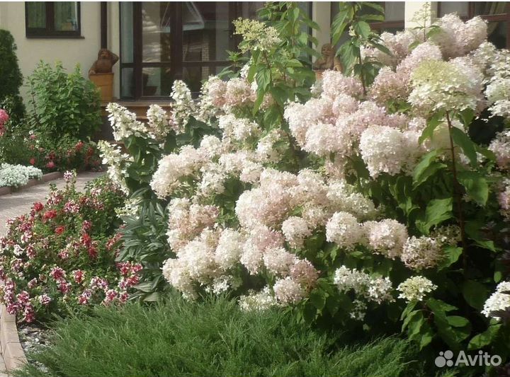 Гортензия метельчатая Фантом