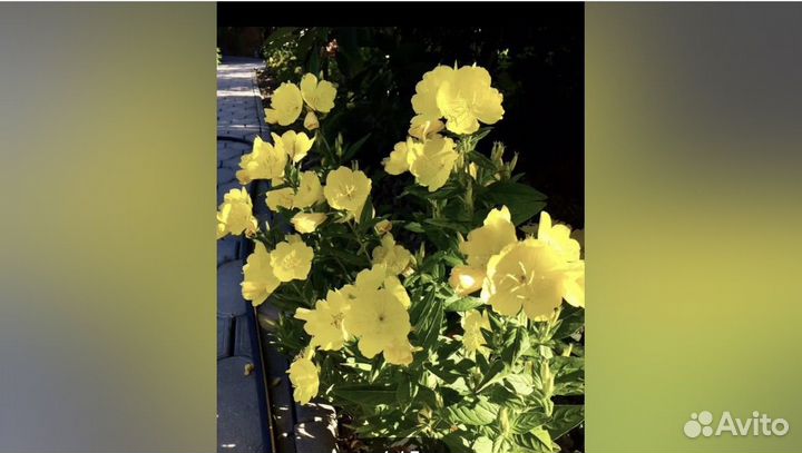 Энотера Фразера,многолетнее растение