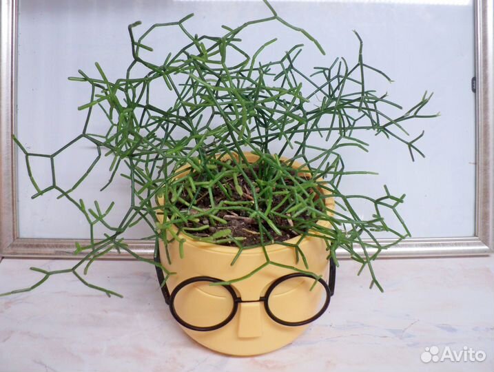 Рипсалис Цереускула Rhipsalis Cereuscula