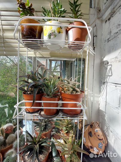 Алоэ сортовые