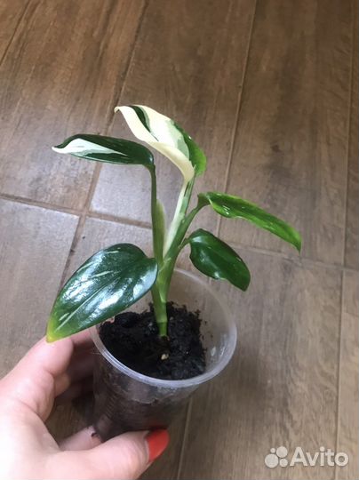 Филодендрон в ассортименте