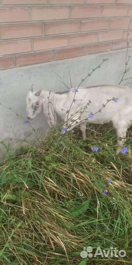 Англо нубийские и другие породы коз и козлята