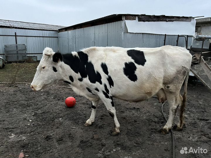 Корова