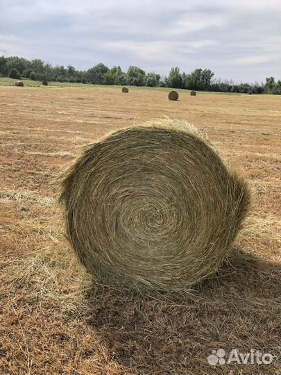 Сено в рулонах