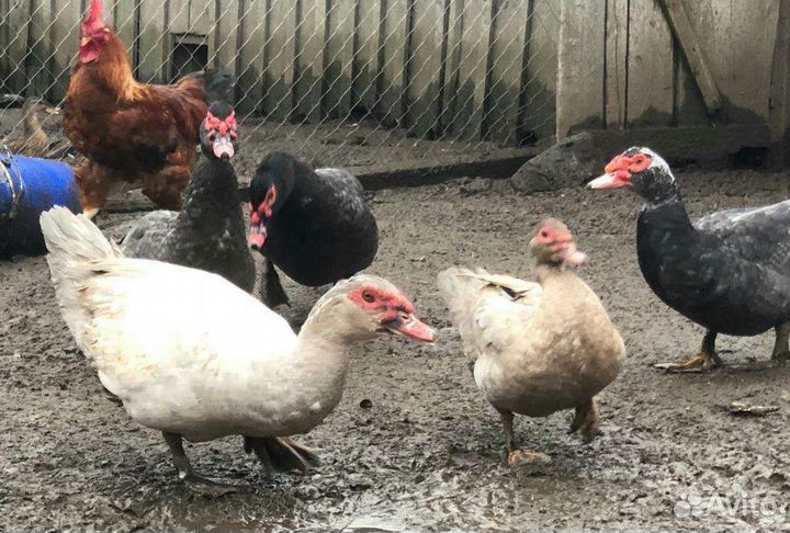 Продаю индоутей