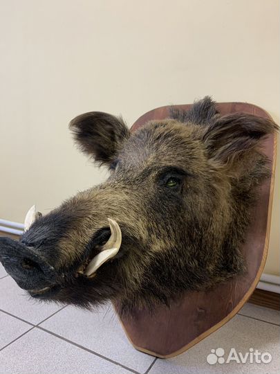 Чучело головы кабана