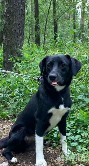 Собака в добрые руки