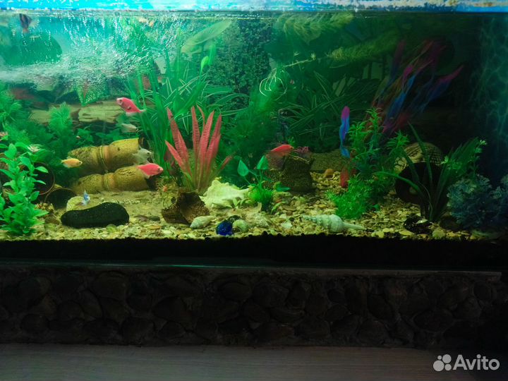 Аквариум на 250л