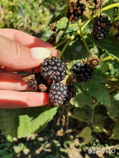 Ежевика ягода