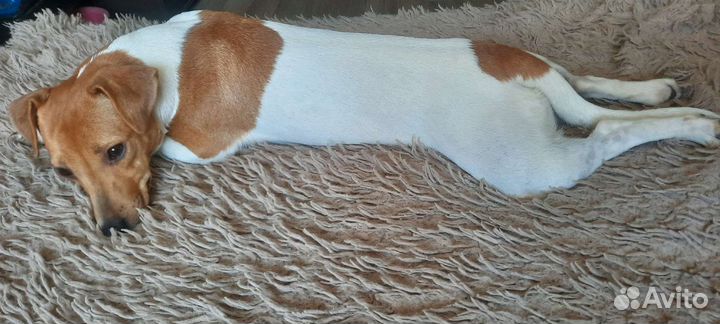 Джек рассел терьер