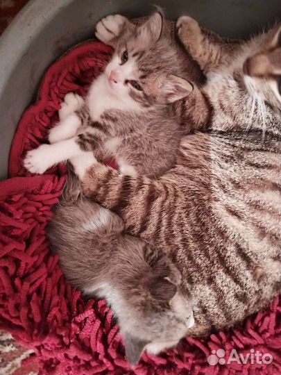 Котята в добрые руки