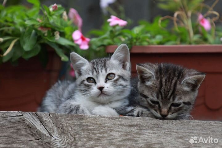 Котята в дар бесплатно