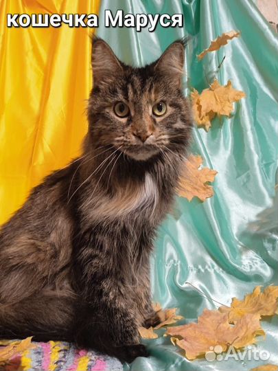 Осенние котейки