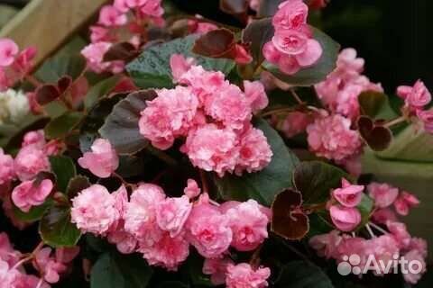 Бегония вечноцветущая